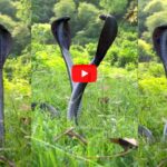Snake Viral Video